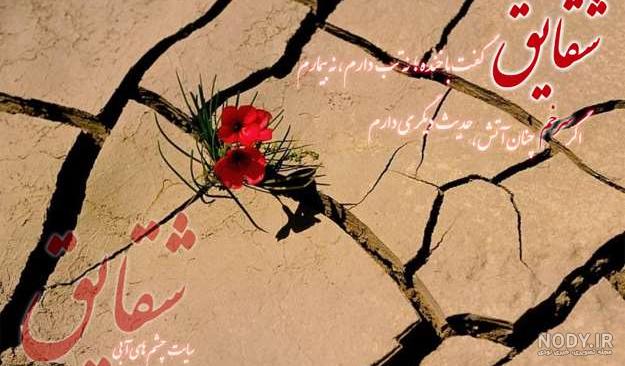 عکس نوشته شقایق گل همیشه عاشق
