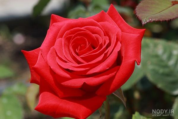 عکس کره زمین همه کشورها