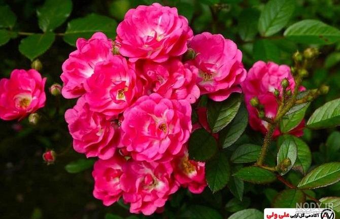 عکس رز رونده قرمز عکس رز رونده قرمز