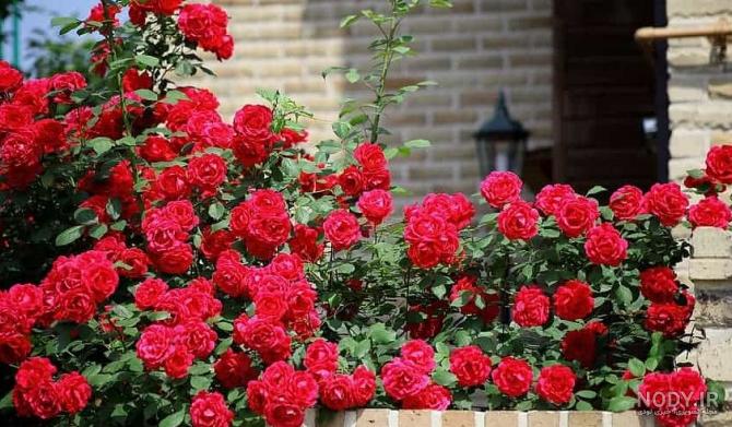 عکس های گل رز رونده عکس های گل رز رونده