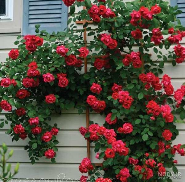 عکس های گل رز رونده عکس های گل رز رونده