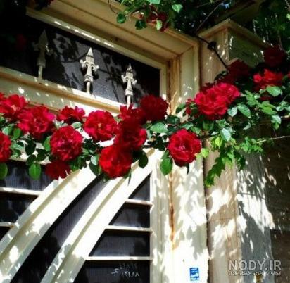 عکس گل رز رونده زرد عکس گل رز رونده زرد