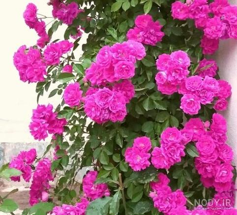 عکس گل رز رونده زرد عکس گل رز رونده زرد