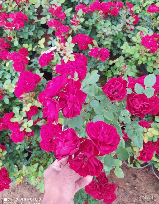 عکس گل رز رونده زرد عکس گل رز رونده زرد