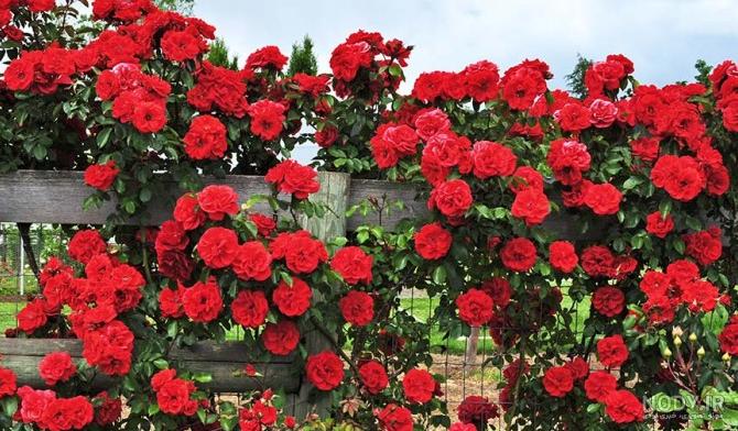 عکس گل رز رونده زرد عکس گل رز رونده زرد
