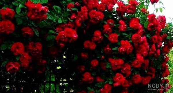 عکس گل رز رونده عطری عکس گل رز رونده عطری