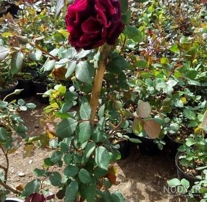 عکس گل رز رونده عطری عکس گل رز رونده عطری