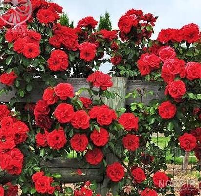 عکس گل رز رونده عطری عکس گل رز رونده عطری