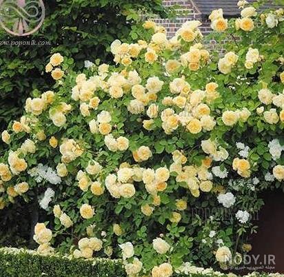 عکس گل رز رونده عطری عکس گل رز رونده عطری