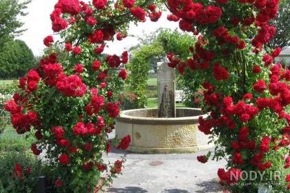 عکس گل رز رونده - عکس نودی عکس گل رز رونده - عکس نودی