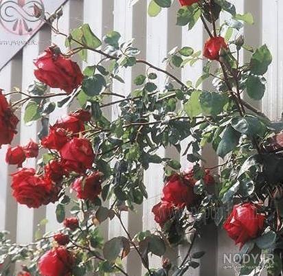 عکس گل رز رونده قرمز عکس گل رز رونده قرمز