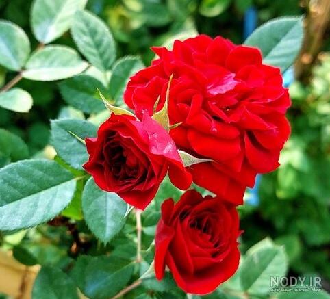 عکس گل رز رونده قرمز عکس گل رز رونده قرمز