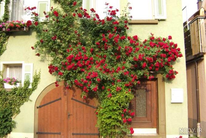 عکس گل رز رونده هلندی عکس گل رز رونده هلندی