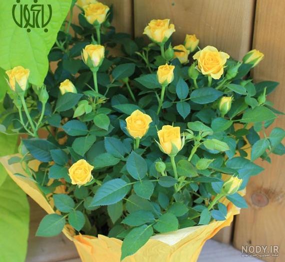 عکس گل رز رونده ۱۴۰۰ - عکس نودی عکس گل رز رونده ۱۴۰۰ - عکس نودی