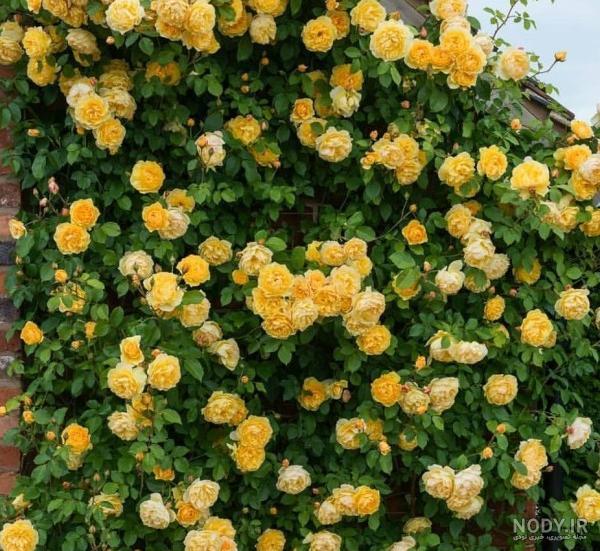 عکس گل رز رونده ۱۴۰۰ - عکس نودی عکس گل رز رونده ۱۴۰۰ - عکس نودی