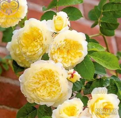 عکس گل رز رونده ۱۴۰۰ - عکس نودی عکس گل رز رونده ۱۴۰۰ - عکس نودی