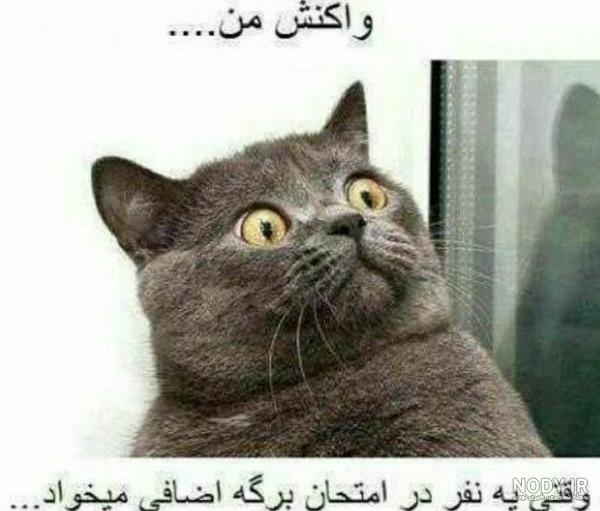 مجموعه عکس خنده دار تلگرام و جدیدترین سوژه عکس خنده دار ایرانی ... مجموعه عکس خنده دار تلگرام و جدیدترین سوژه عکس خنده دار ایرانی ...