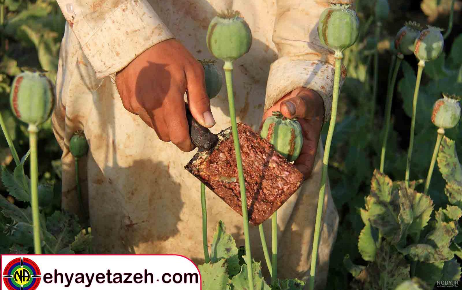 عکس تریاک شیر