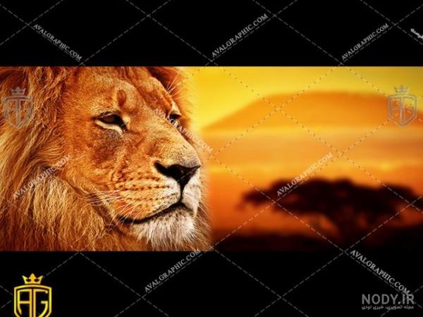 عکس شیر قرمز - عکس نودی عکس شیر قرمز - عکس نودی