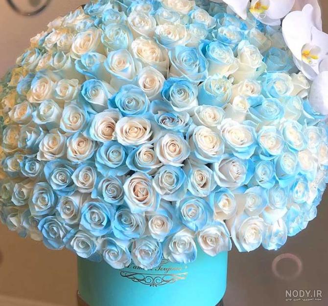 عکس شیر چشم آبی عکس شیر چشم آبی