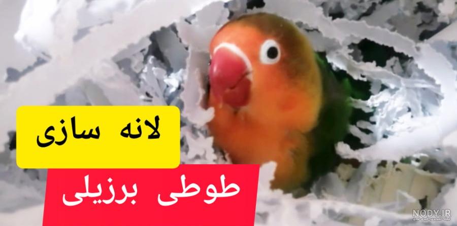 عکس طوطی گرینچیک ماده