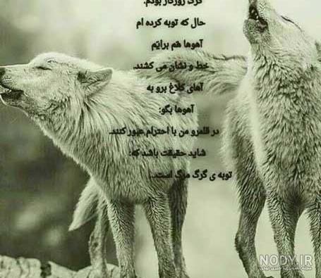 عکس های غمگین گرگ - عکس نودی