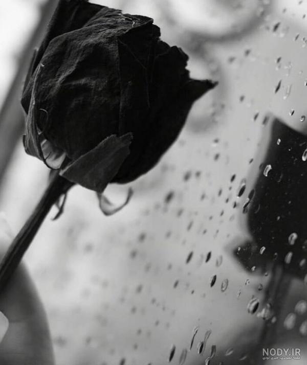 عکس های غمگین گرگ - عکس نودی