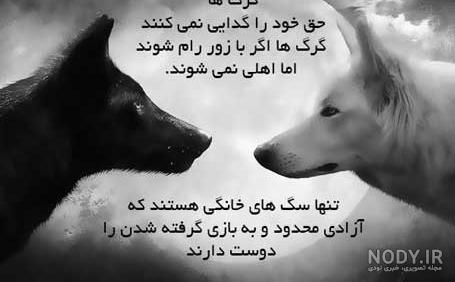 عکس گرگ با متن سنگین - عکس نودی