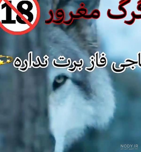 عکس گرگ با نوشته تیکه دار - عکس نودی