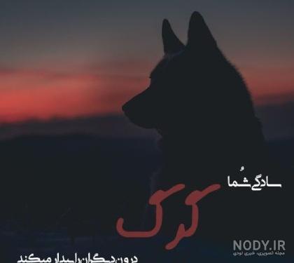 عکس گرگ غمگین