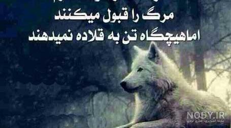 عکس گرگ غمگین