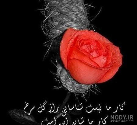 عکس گرگ نوشته