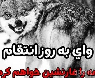 عکس گرگ نوشته غمگین