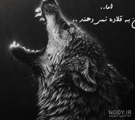 عکس گرگ نوشته غمگین