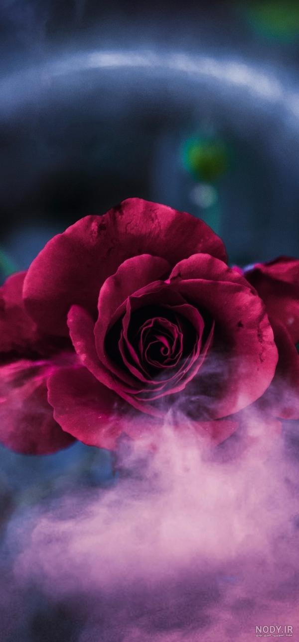 عکس گل رز آبی؛ ۳۳ عکس جذاب و زیبا برای پروفایل - ستاره عکس گل رز آبی؛ ۳۳ عکس جذاب و زیبا برای پروفایل - ستاره