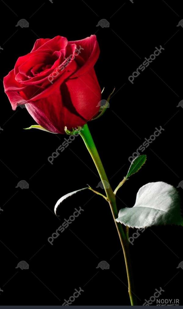 عکس گل رز ابی برای پس زمینه گوشی عکس گل رز ابی برای پس زمینه گوشی
