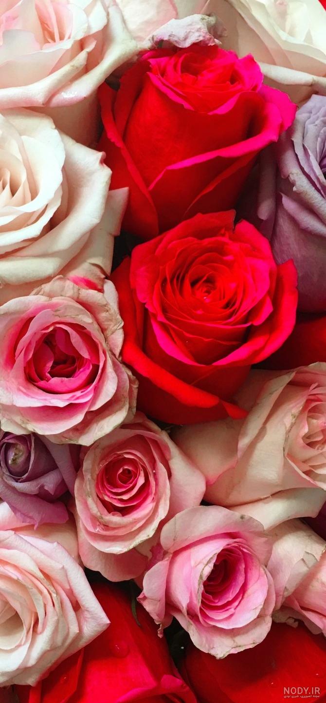 کلکسیون عکس های گل رز آبی ⭐ [ مناسب والپیپر و پروفایل]