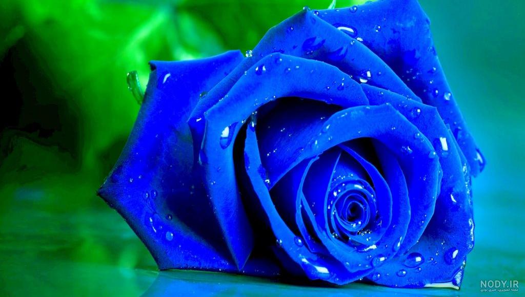 کلکسیون عکس های گل رز آبی ⭐ [ مناسب والپیپر و پروفایل]