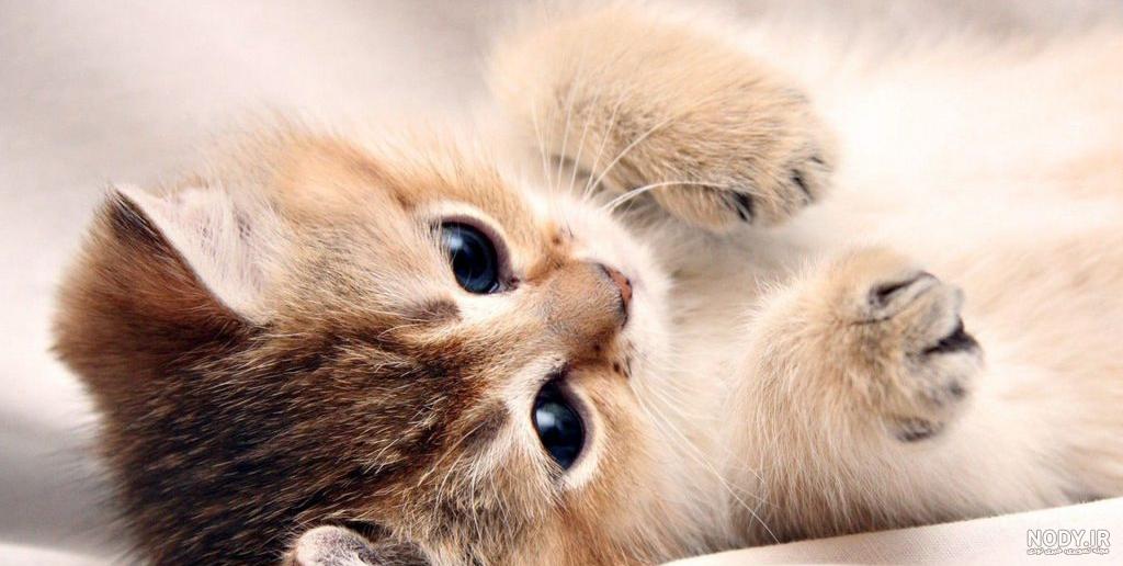 Cute Kittens Games How To … Cute Kittens Games How To …
