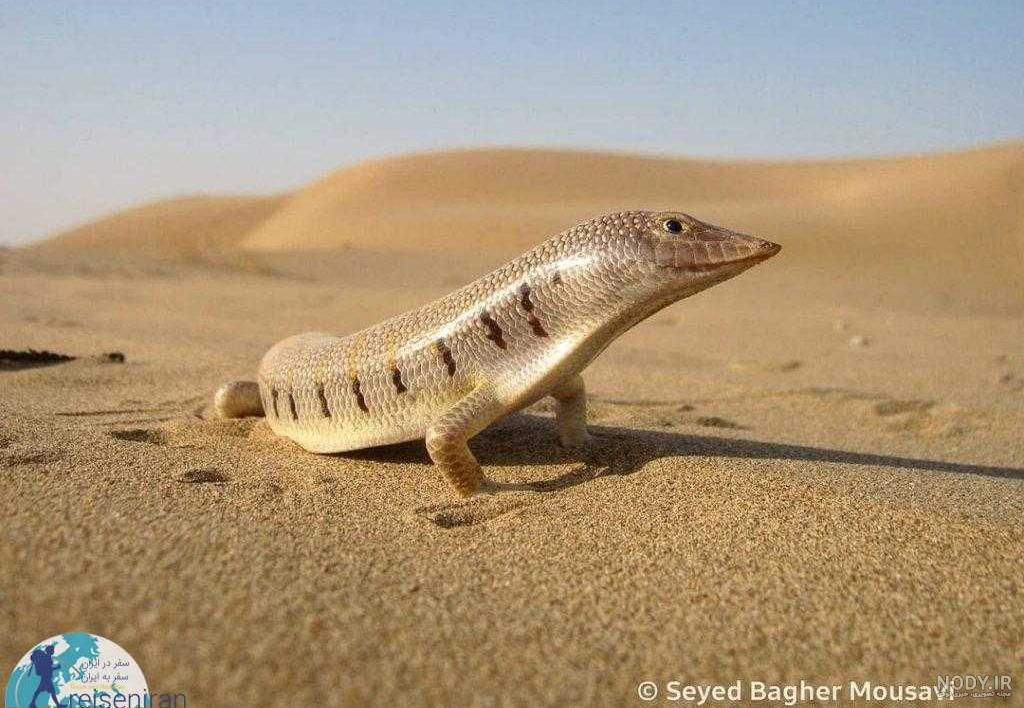 انواع مارمولک ها + عکس