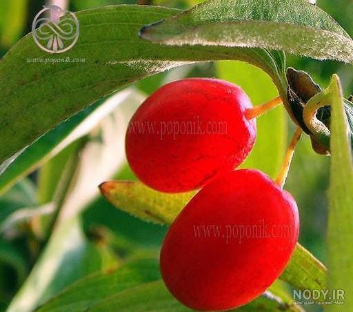 بذر درخت زغال اخته به همراه آموزش کاشت بذر درخت زغال اخته - پوپونیک بذر درخت زغال اخته به همراه آموزش کاشت بذر درخت زغال اخته - پوپونیک