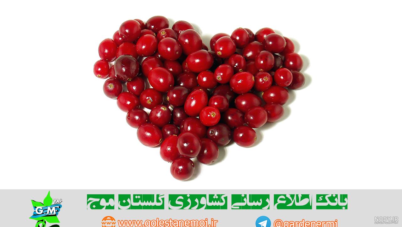 بذر درخت زغال اخته به همراه آموزش کاشت بذر درخت زغال اخته - پوپونیک بذر درخت زغال اخته به همراه آموزش کاشت بذر درخت زغال اخته - پوپونیک