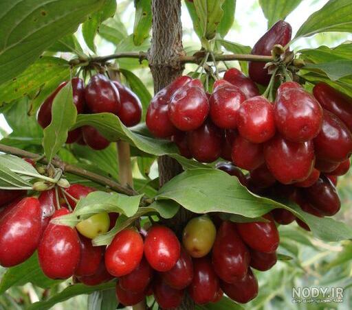بذر درخت میوه زغال اخته Cornelian cherry بذر درخت میوه زغال اخته Cornelian cherry