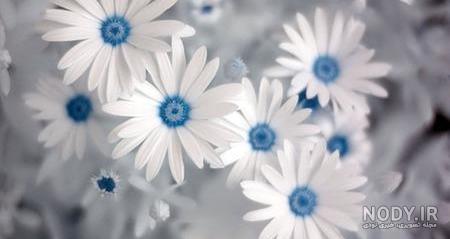 تصاویر گل های زیبای طبیعت تصاویر گل های زیبای طبیعت