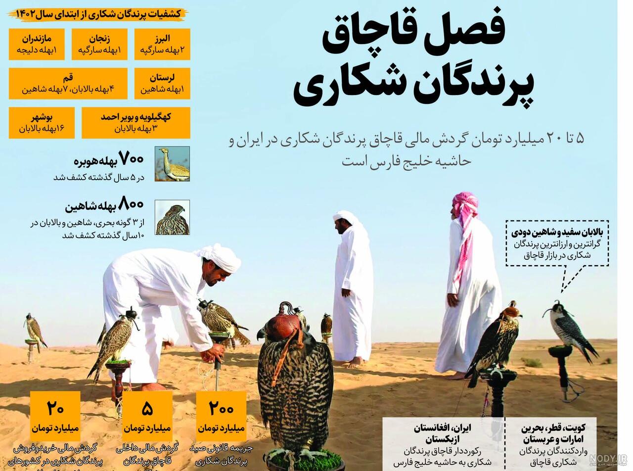 خانواده شاهین ها| پرندگان شکاری ایران| راسته شاهین سانان خانواده شاهین ها| پرندگان شکاری ایران| راسته شاهین سانان
