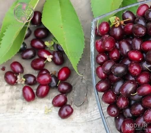 خرید و قیمت بذر درخت زغال اخته (5 عدد ) از غرفه گلخانه باغ بهشت خرید و قیمت بذر درخت زغال اخته (5 عدد ) از غرفه گلخانه باغ بهشت