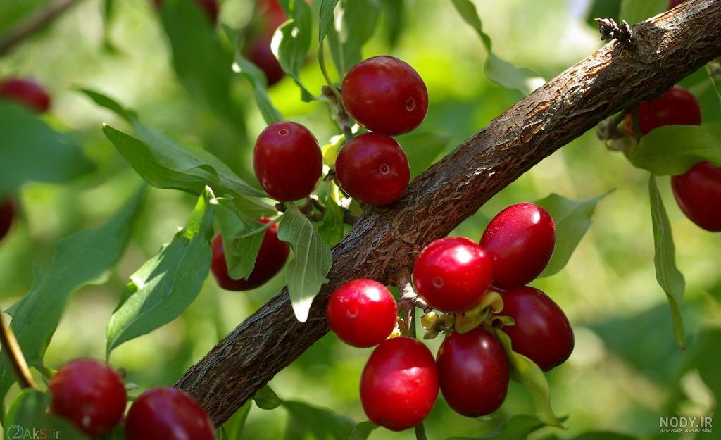 خرید و قیمت بذر زغال اخته Cornelian Cherry | ترب خرید و قیمت بذر زغال اخته Cornelian Cherry | ترب