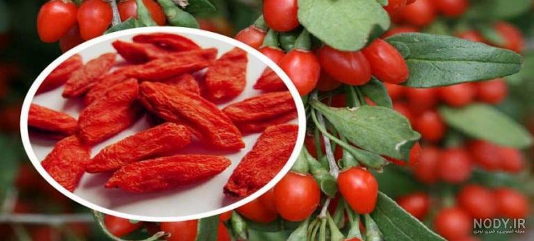 دانستنی های جالب درباره خواص ذغال اخته - ستاره دانستنی های جالب درباره خواص ذغال اخته - ستاره
