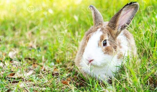 دانلود عکس حیوان خرگوش