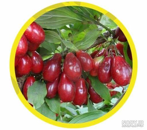 درباره زغال اخته - مجله کشاورزی گلستان موج درباره زغال اخته - مجله کشاورزی گلستان موج
